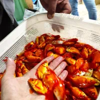 پخش عمده ماهی قرمز گلدفیش کوی بدون واسطه