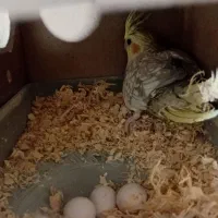 عروس هلندی مولد