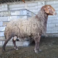 فروش گوسفند قوچ افشار نژاد دار