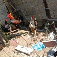 مرغ وخروس