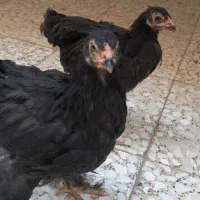 جوجه برهما