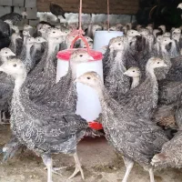 فروش جوجه برنز و بوربون روستای کوسته
