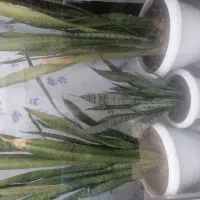 سه عدد گلدان