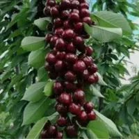 خرید انواع میوه سردرختی روی درخت