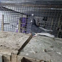 نروماده شهری