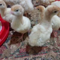 جوجه بیوتی فوق سنگین