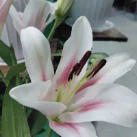 دسته گل لیلیوم/ باکس لیلیوم