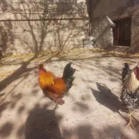 فروش دوتا خروس