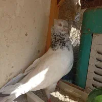کفتر گرفتنی رنگی