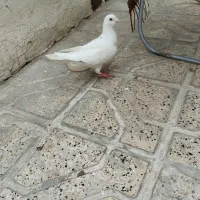 کبوتر