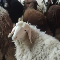 کشتارکنیم گوسفندی.گاوی .شتر