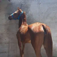 مادیون خالص