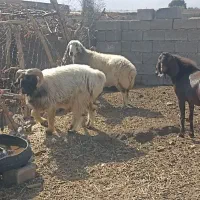 گوسفند