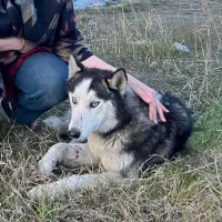 سگ هاسکی سیبرین