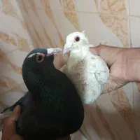 کبوتر‌پلنگ