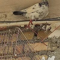 کبوتر نر کله دمی