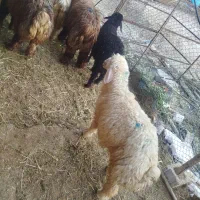 بره نر