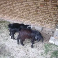 نر  بز