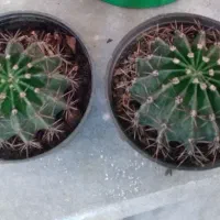 کاکتوس توپی دونه ای ۵۰ هزار تومن