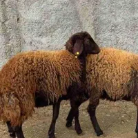 گوسفند نر