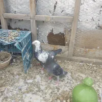 کفتر پلاکی جفتی با جوجه و تخم