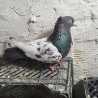کبوتر|پرنده|تاکستان, |دیوار