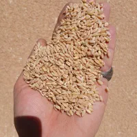 فروش گندم کوسه نو