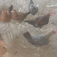 جوجه مرغ وغاز