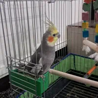 عروس هلندی
