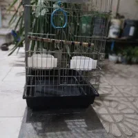 قفس بزرگ برای عروس هلندی طوطی برزیلی مرغ مینا و...