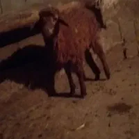 یک راس بره نر و یک راس بزغاله ماده