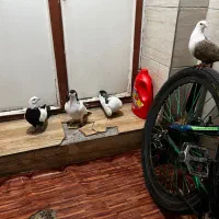 کبوتر|پرنده|قزوین, |دیوار