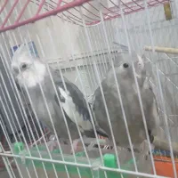 عروس هلندی دوجفت باهم فروش دوجفت معاوضه باگرینچیک.