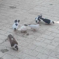 7 عدد جوجه کفتر افغانی