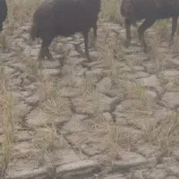 بره ماده قیر