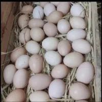 تخم نطفه دار گلین به ضمانت ۱۰۰ درصد