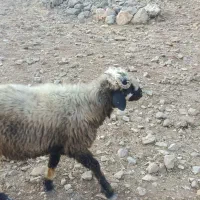جو 550000