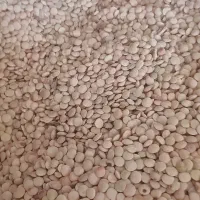 عدس تمیز