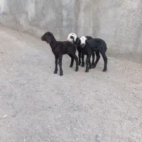 بره شیری