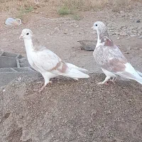 کفتر