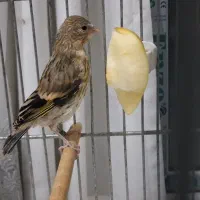 سهره قناری جوجه