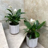 اسپاتی|گل و گیاه طبیعی|نیشابور, شهید بهشتی|دیوار