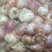 هرتوری 20کیلو هست