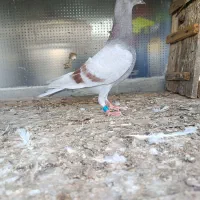 جوجه کبوتر غوره