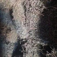 یونجه خشک و بدون علف