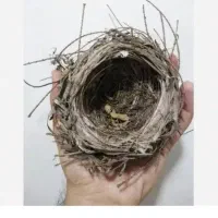 جوجه قناری معاوضه باکبوتر رنگی