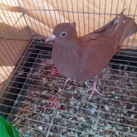 کبوترفروشی