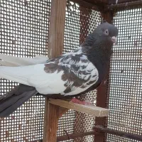 فروش ماده سینه سرکه ای