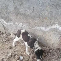 سگ نر