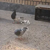کبوتر رنگی و پلاکی